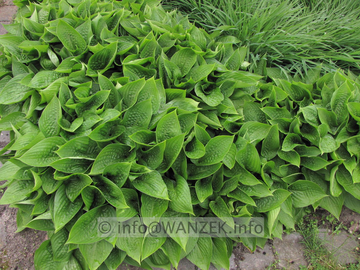 Hosta ventricosa Compacta 01 flaechig 2.JPG